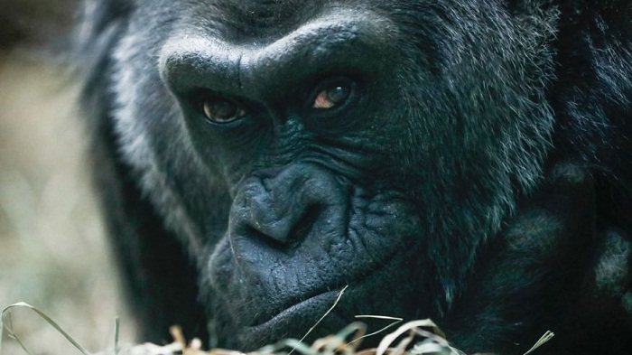 Oldest known living gorilla in U.S. turns 60 